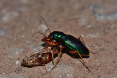 Tetracha virginica
