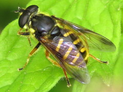Sericomyia chrysotoxoides image