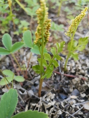 Botrychium alaskense