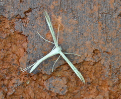 Hellinsia pectodactylus