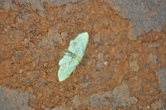 Idaea dimidiata