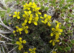 Draba densifolia