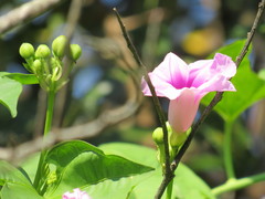 Ipomoea mauritiana