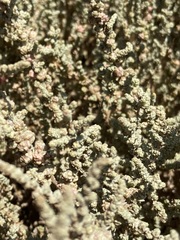 Atriplex julacea