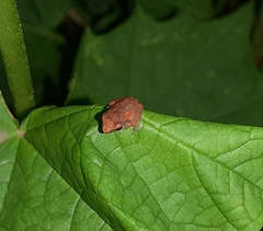 Pseudophilautus wynaadensis