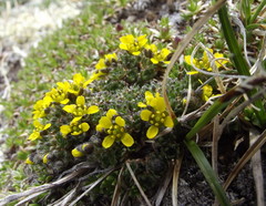 Draba densifolia