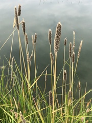 Alopecurus arundinaceus
