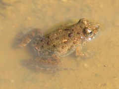 Phrynobatrachus natalensis