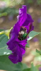 Augochloropsis ignita