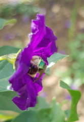 Augochloropsis ignita