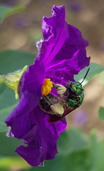 Augochloropsis ignita