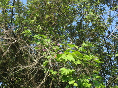 Ipomoea mauritiana