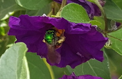 Augochloropsis ignita
