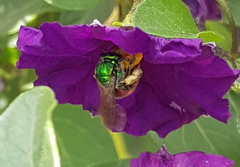 Augochloropsis ignita
