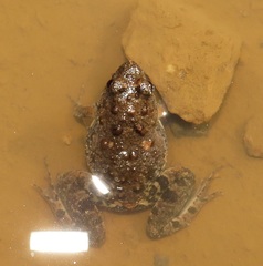 Phrynobatrachus natalensis