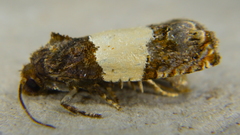 Epiblema tripartitana