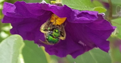 Augochloropsis ignita
