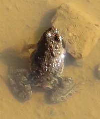 Phrynobatrachus natalensis