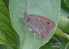 Hyponephele lupinus