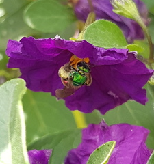 Augochloropsis ignita