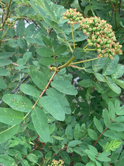 Sorbus sitchensis sitchensis