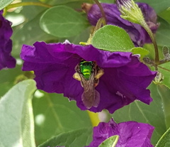 Augochloropsis ignita