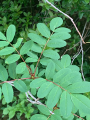 Sorbus sitchensis sitchensis