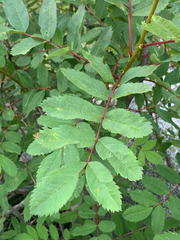 Sorbus sitchensis sitchensis