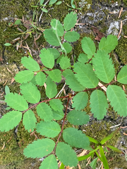 Sorbus sitchensis sitchensis