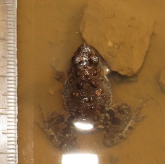 Phrynobatrachus natalensis