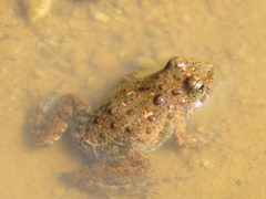 Phrynobatrachus natalensis