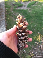 Pinus strobus