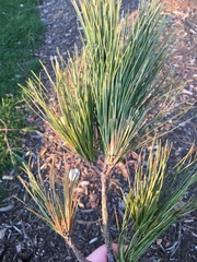 Pinus strobus