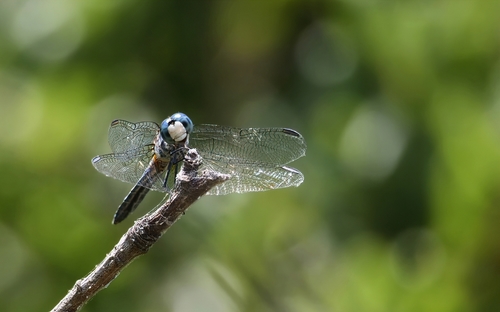 iNaturalist observation photo of Blue Dasher