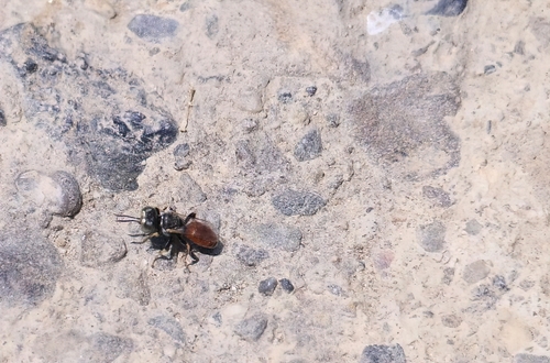 iNaturalist observation photo of Tachysphex