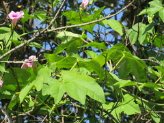 Ipomoea mauritiana