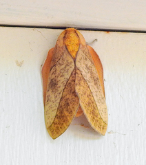 Syssphinx blanchardi