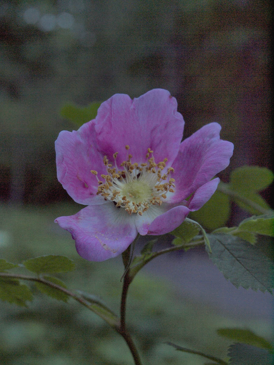Rosa nutkana ssp. macdougalii