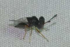 Psilocera