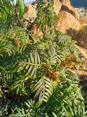 Melianthus