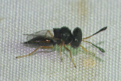 Psilocera