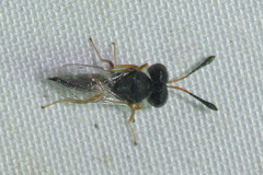 Psilocera