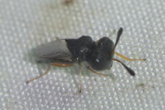 Psilocera