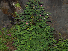 Rosa nutkana macdougalii