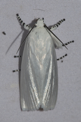 Eschata