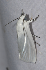 Eschata