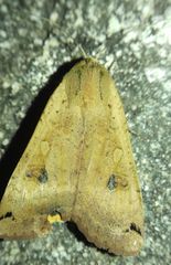 Noctua pronuba