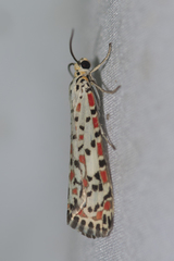 Utetheisa pulchelloides vaga