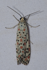 Utetheisa pulchelloides vaga