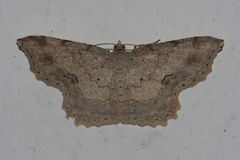 Calletaera subexpressa